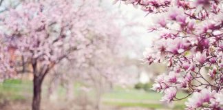 Le previsioni meteo della Primavera 2023